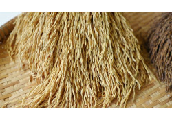 БНХАУ руу 500,000 тонн цагаан будаа экспортлоно