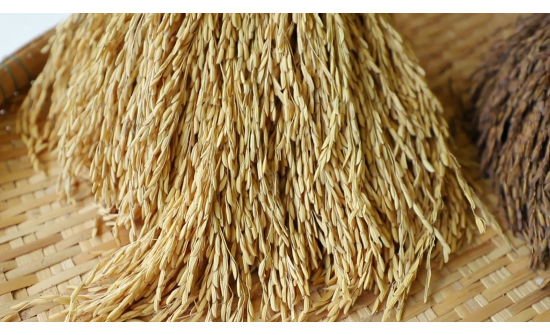 БНХАУ руу 500,000 тонн цагаан будаа экспортлоно